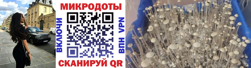 Псилоцибиновые грибы Cubensis Сочи
